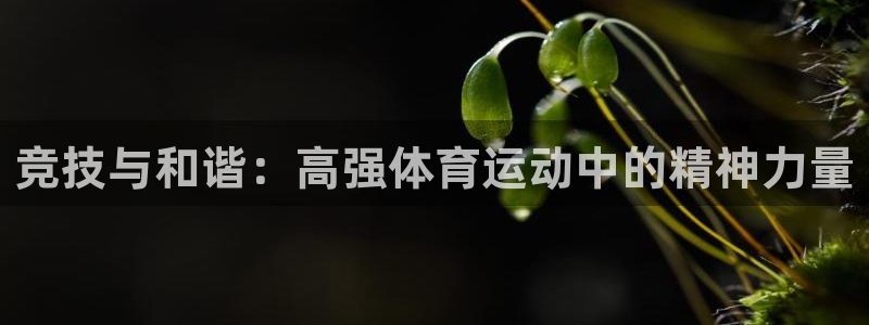 3377体育中国官方网站入口：竞技与和谐：高强体育运动中的精神力量